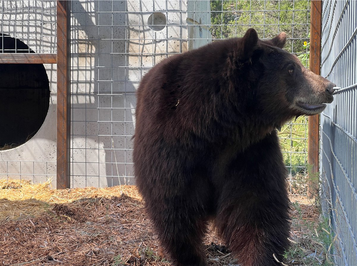 A bear who gained fame for breaking into homes has arrived at a wild animal refuge in Colorado