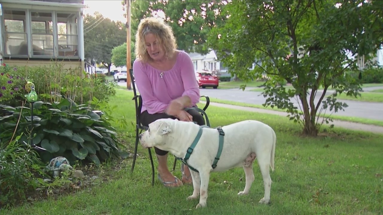 Dead dog found in bloody bag. Animal advocate: ‘There needs to be accountability if this dog was harmed by a human being’