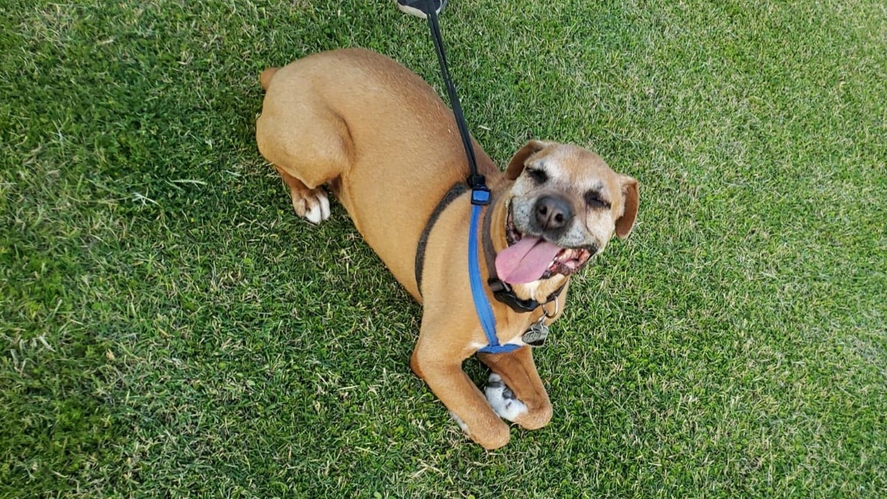 Dogs can no longer be chained under Phoenix’s new animal cruelty rules