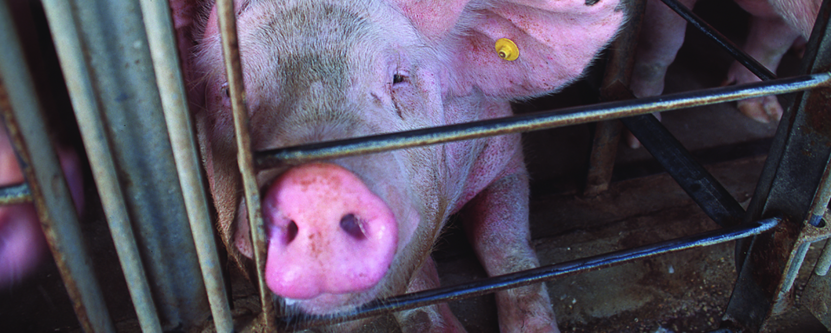 EATS Act could devour animal welfare laws and must be stopped