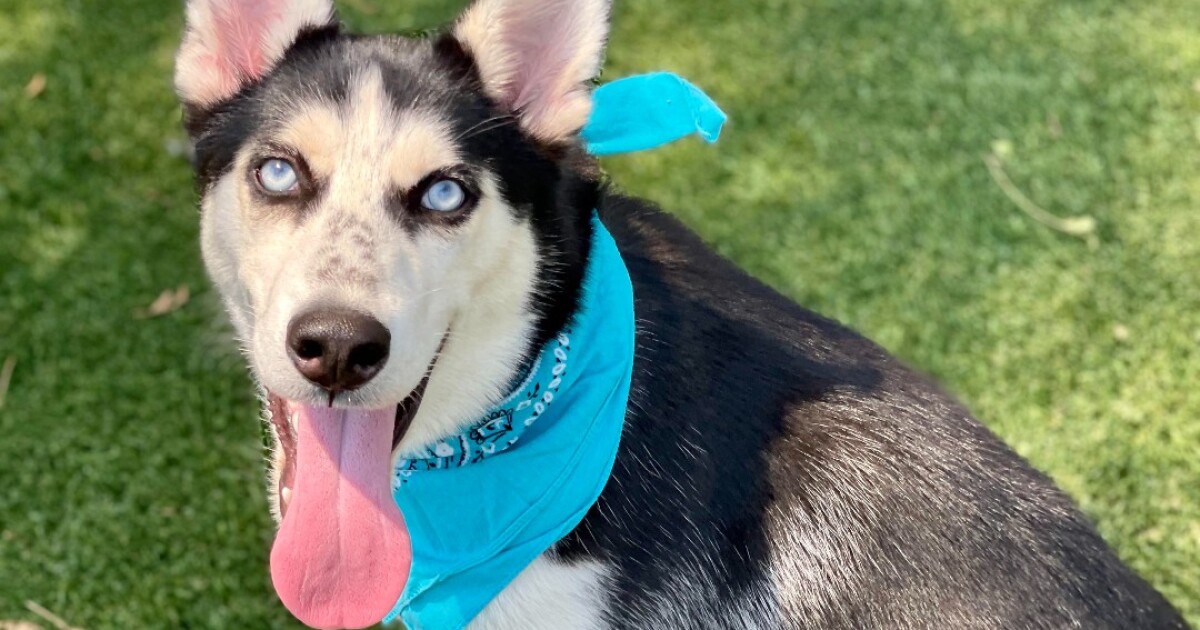 Henderson animal control officials hosting 'Clear The Shelter' event