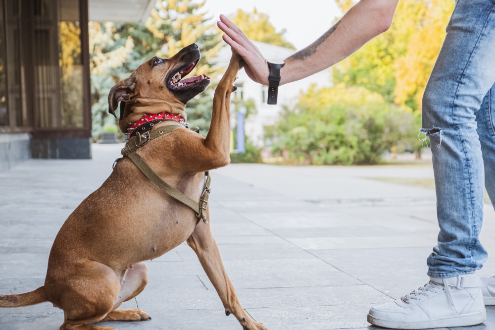 Hutto’s paradise for four-legged friends: Starmark Animal Behavior Center puts pets first
