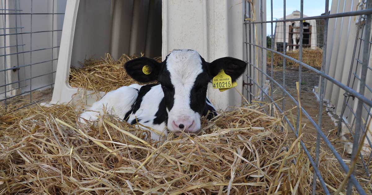 Is Dairy Vegan? | Animal Equality