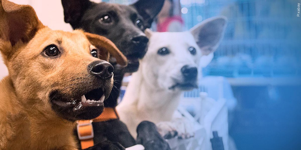 Animal shelter works to reunite lost pets with owners