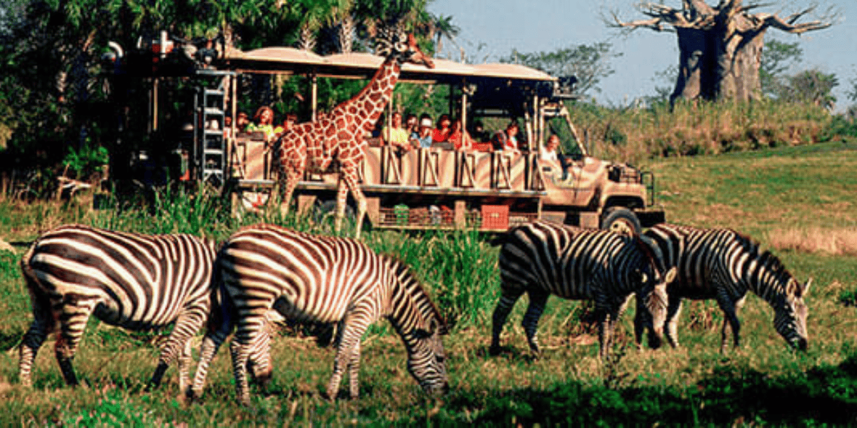 Kilimanjaro Safaris at Animal Kingdom
