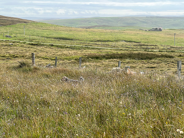 Just Stuff Really | My Shetland