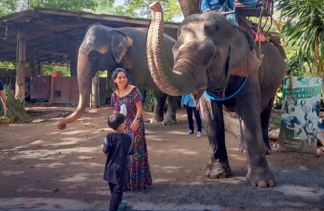 Klook launches policy against animal attractions to prevent cruelty