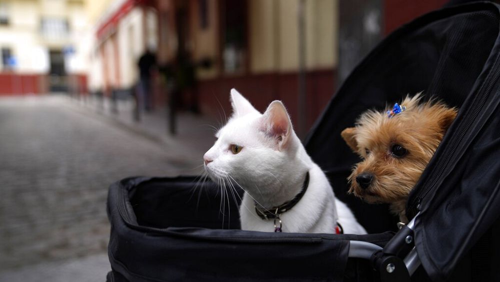 Spain has overhauled animal welfare laws. Here’s what’s new