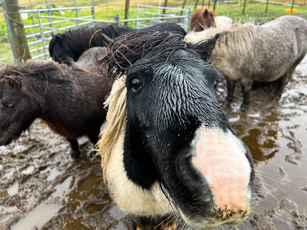 Grotty Day, Even Grottier Photos