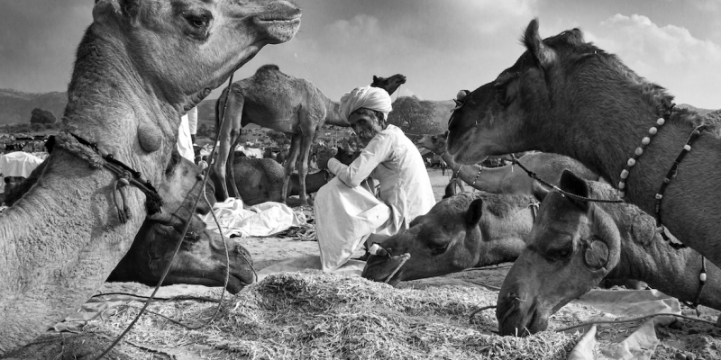 Humans, Animals and a Millionaire Egg Seller