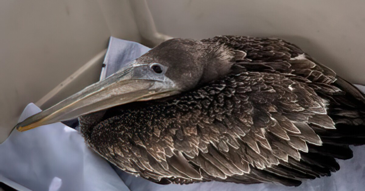 I have worked for Native Animal Rescue for seven years — calls have exploded since 2021