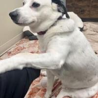Indianapolis mayoral candidates share thoughts on animal welfare as euthanasia rates rise | Don’t Miss This