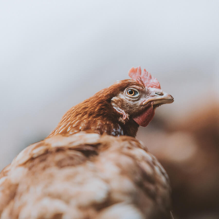 Jollibee Foods Corp Announces Commitment To End Cages for Hens Globally