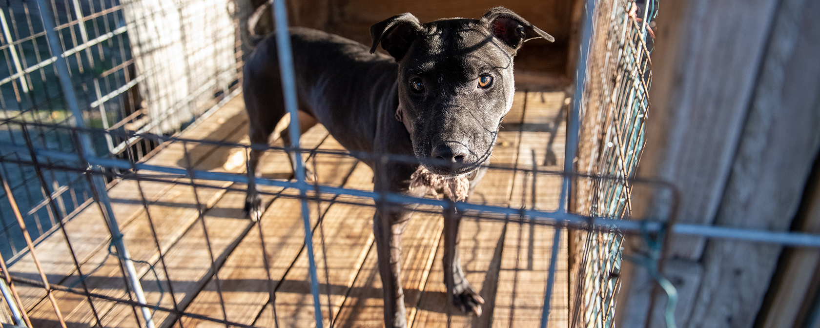 What to understand about dogfighting in the wake of Pentagon official’s arrest