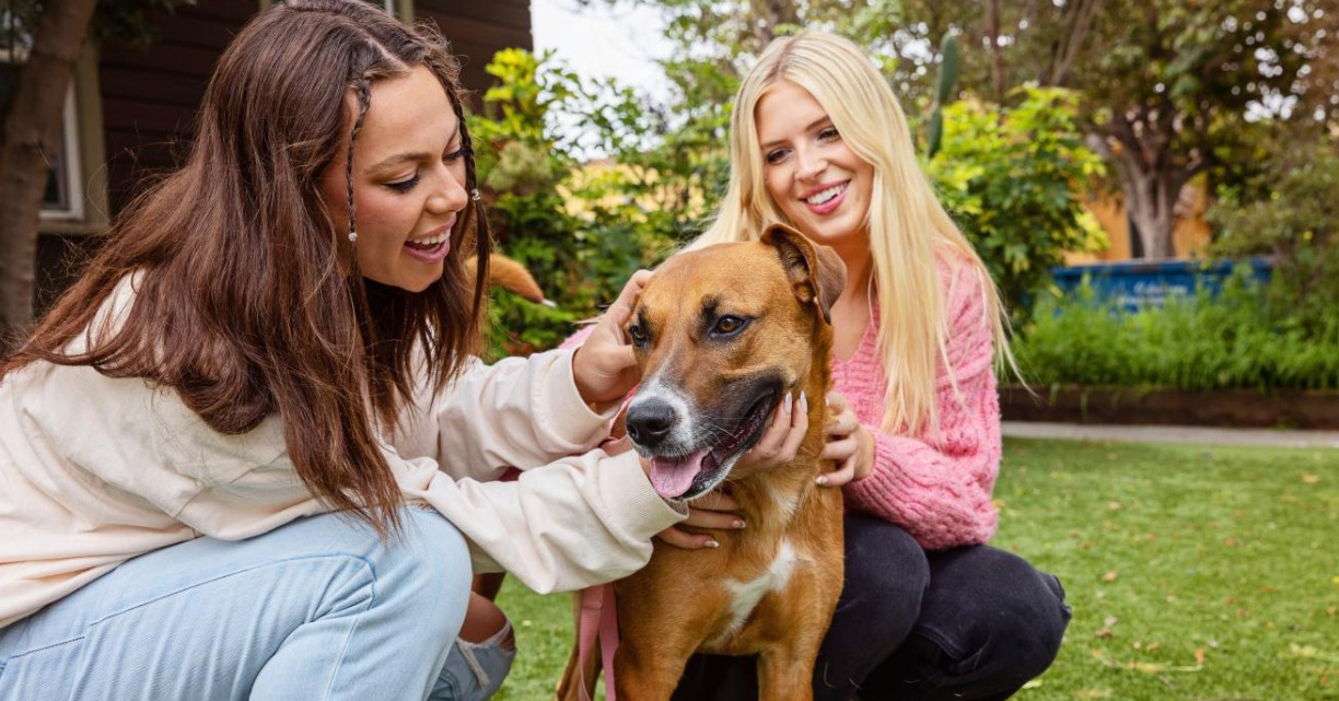 Escambia County Animal Welfare Open On Sundays Beginning Today : NorthEscambia.com