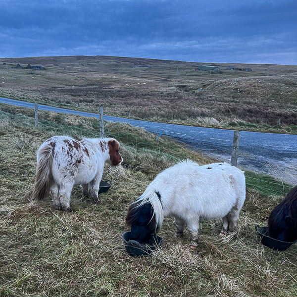 Ice Penny | My Shetland