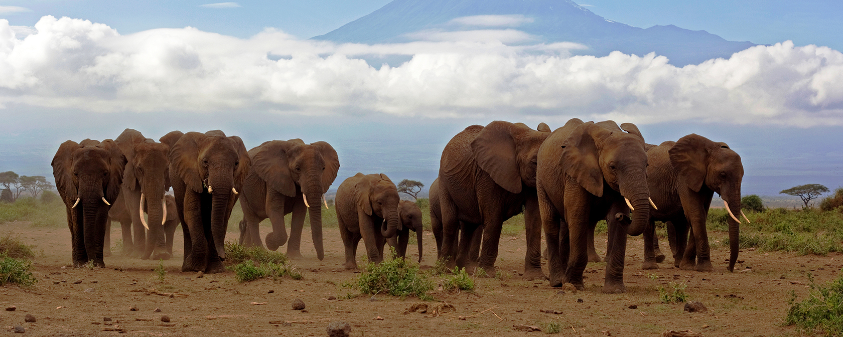 In 2023, we fought for wild animals all over the world