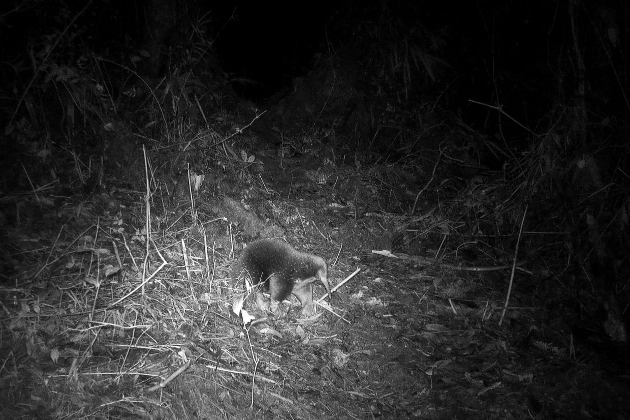 The elusive wildlife animal Attenborough echidna rediscovered in Indonesia