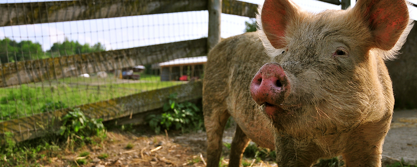 2023: A truly historic year in our work for farm animals