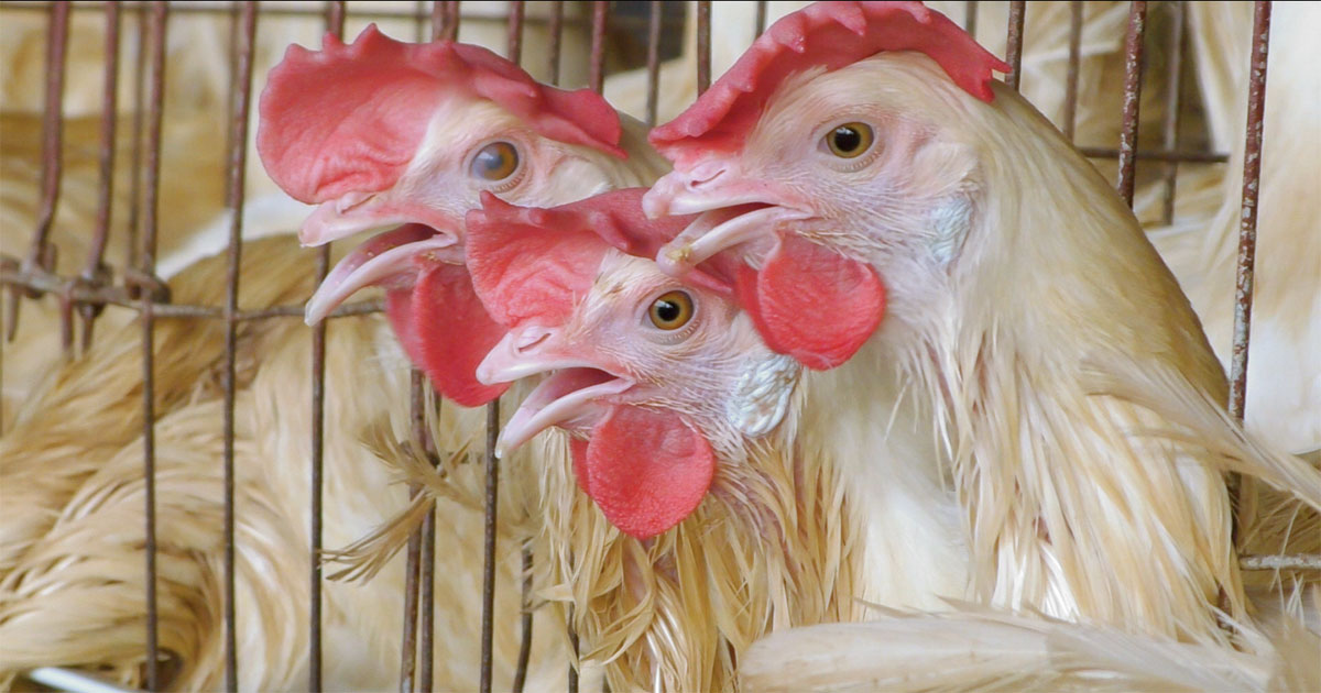 Breaking Investigation: India’s Egg Industry
