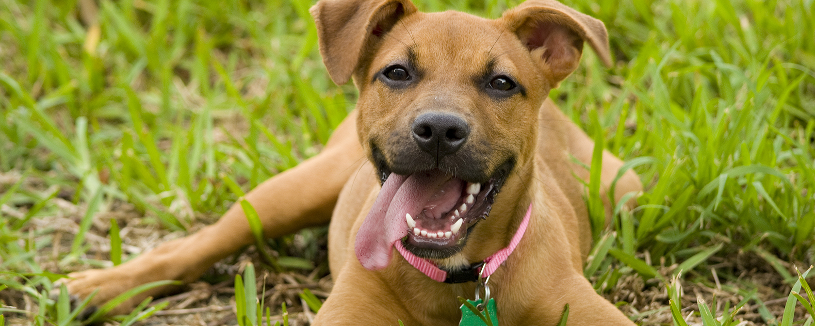 Texans, how did your legislator score on animal protection?