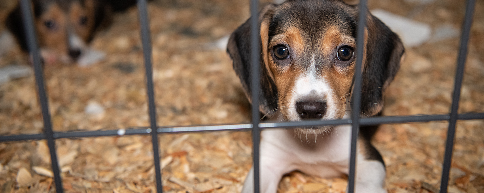 How did your Members of Congress score on animal protection issues in 2023?