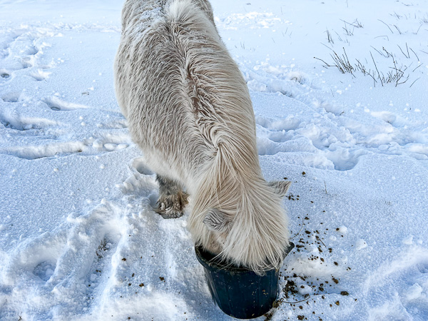 Invisibility Cloak | My Shetland