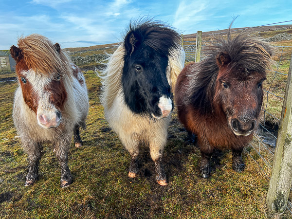 Tails, Worming and Floof