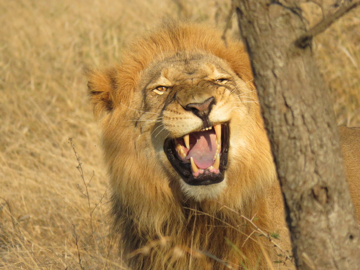 The Flehmen response and how it looks in different species