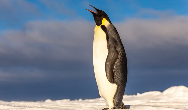 Emperor penguin