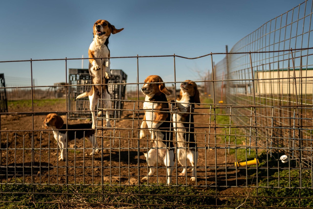 200+ dogs, cats rescued from animal testing facility, non-profit says