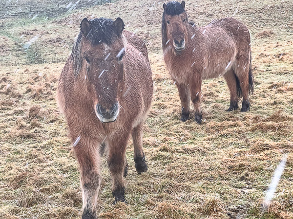 Intrepid | My Shetland