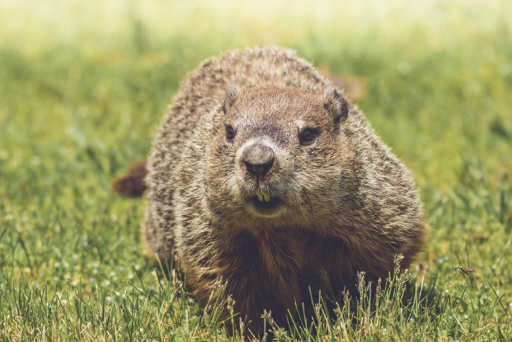 Groundhog or woodchuck