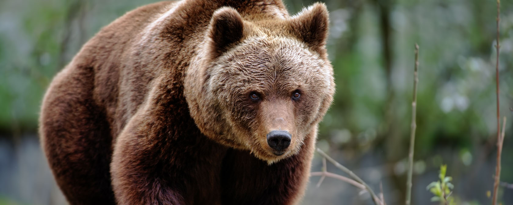 How animals would be impacted by U.S. federal funding package