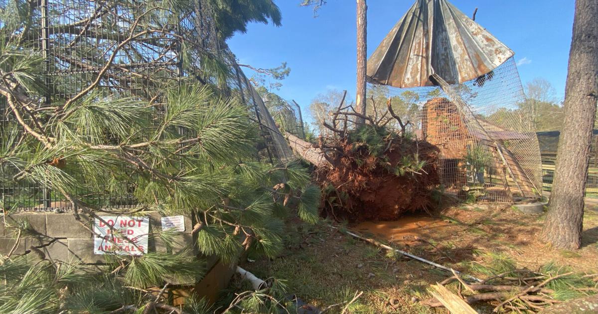 Wild Animal Safari celebrates recovery following 2023 tornado | News