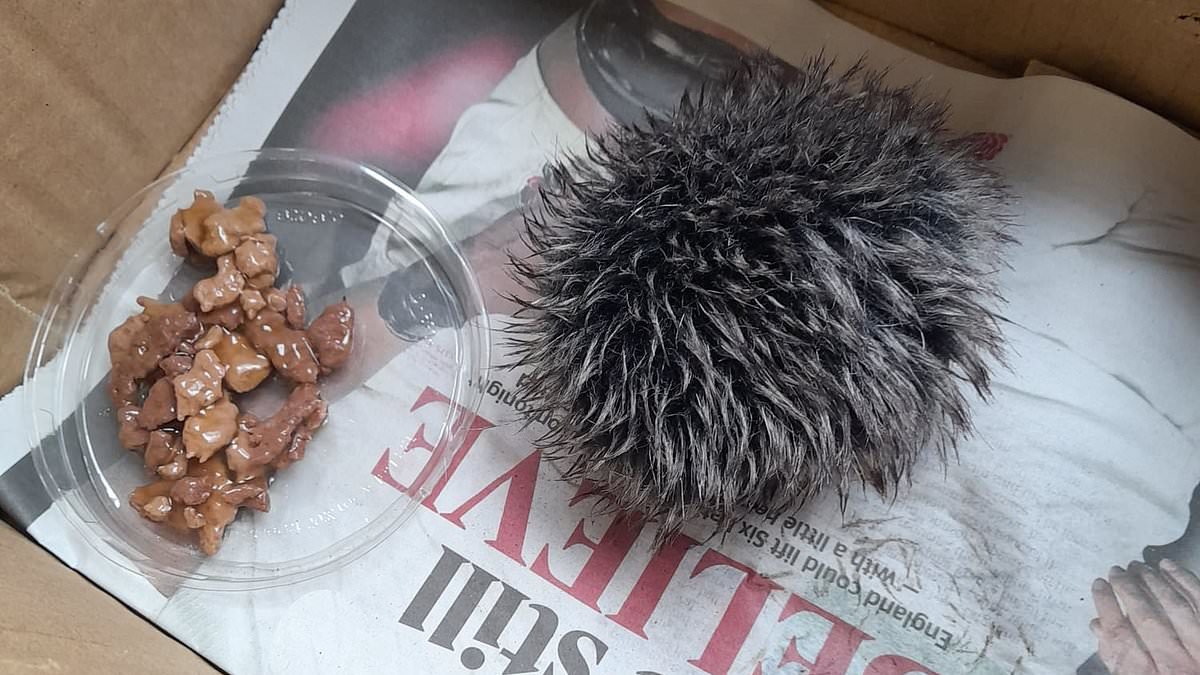 Woman 'nurses stricken baby hedgehog' overnight only to 'discover' it was a fluffy hat bobble when she took it to an animal hospital