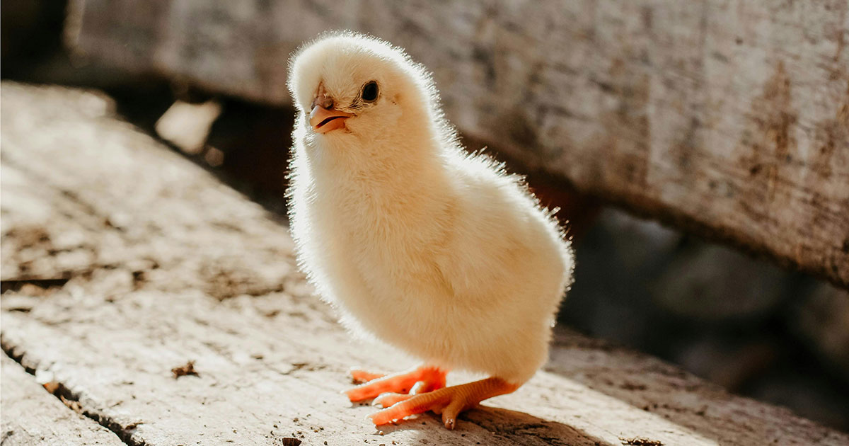 Animal protection bills introduced in Brazilian National Congress