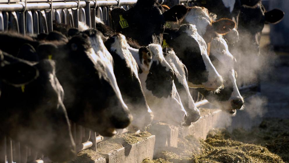 Bird flu is spreading to more farm animals. Are milk and eggs safe?