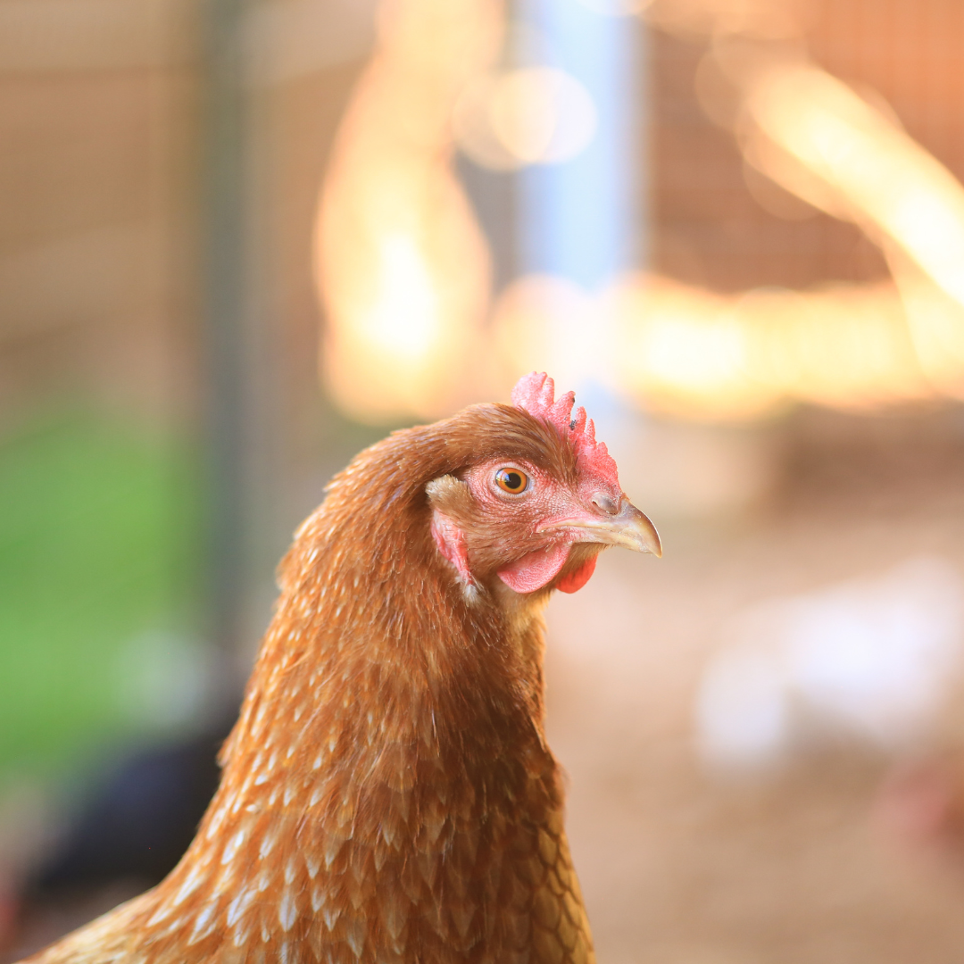 Build Graze Boxes! – Animal Place
