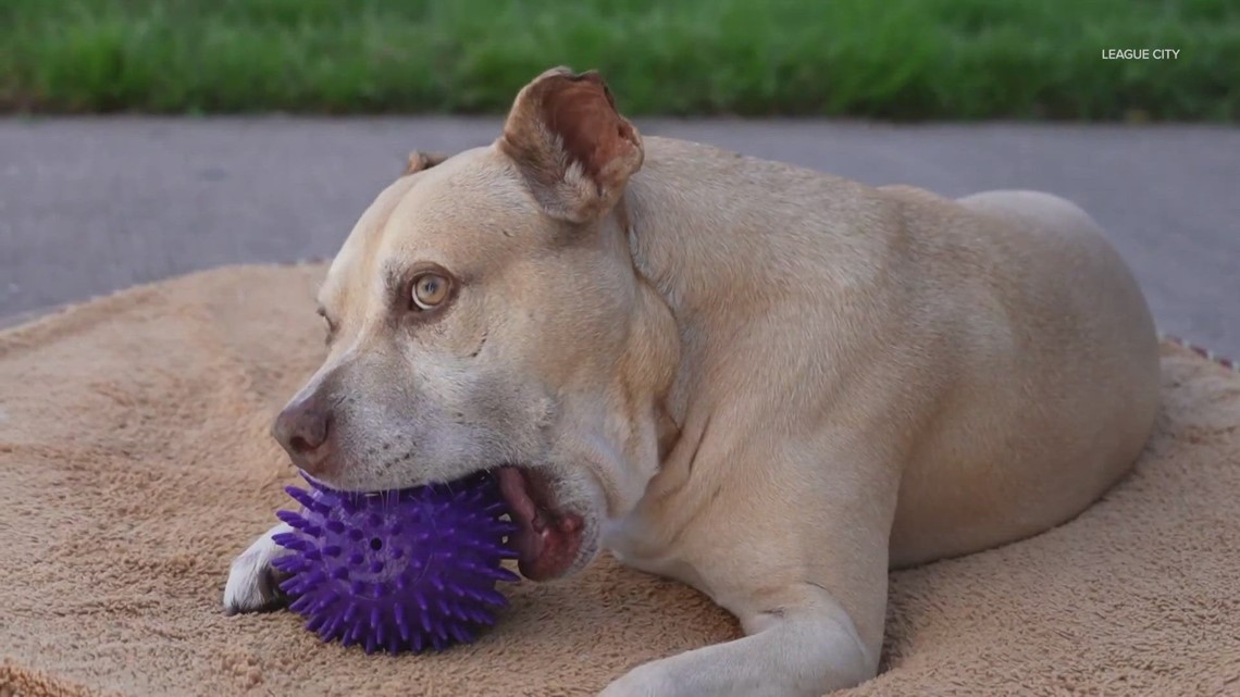 Dog adopted after 2 years at Texas animal shelter