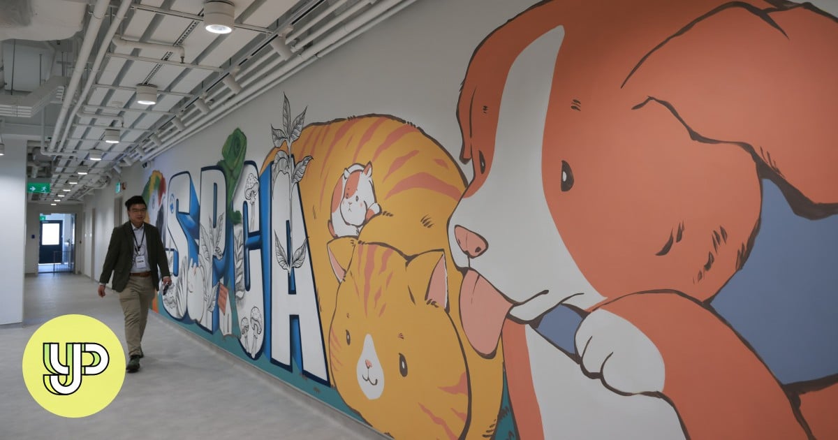 One-stop shop for animal care: Hong Kong SPCA opens centre in Tsing Yi to improve rescue operations, educate youth – YP