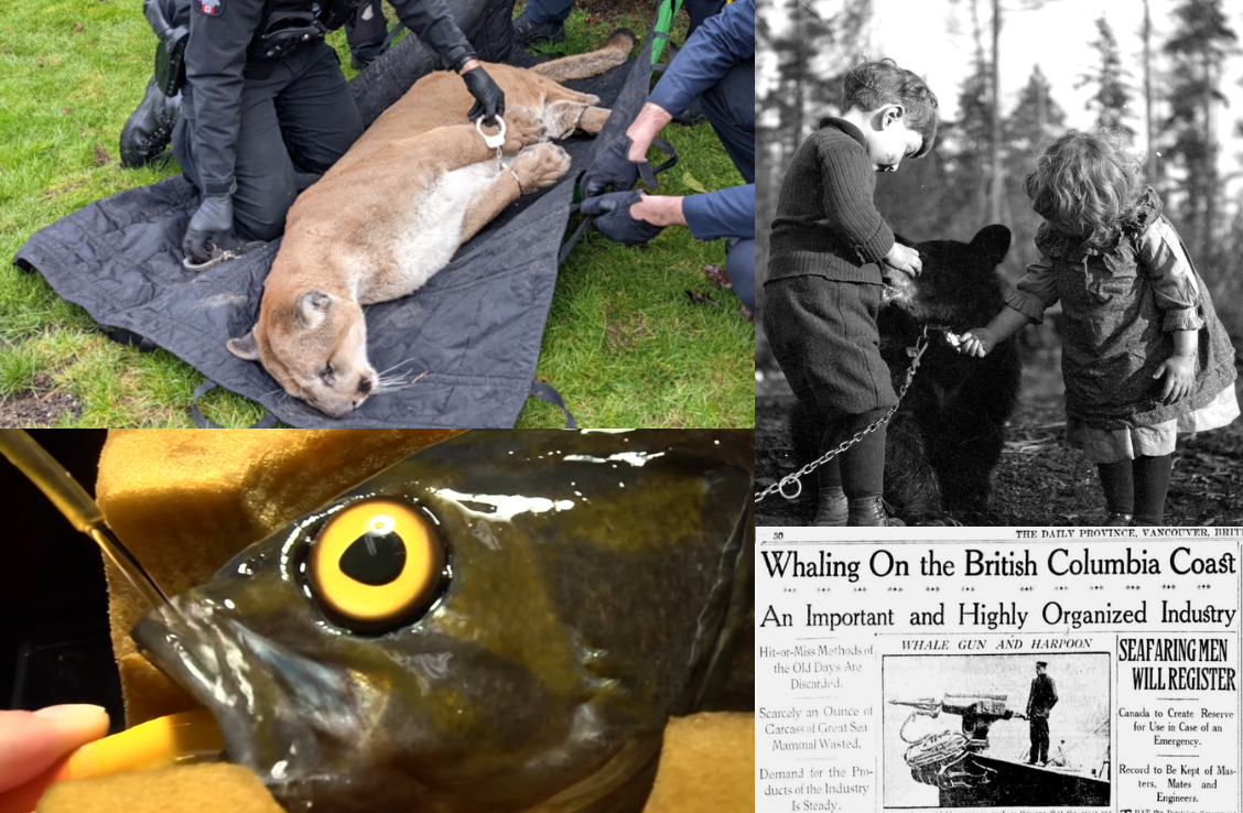 5 things you didn't know about animals in Vancouver