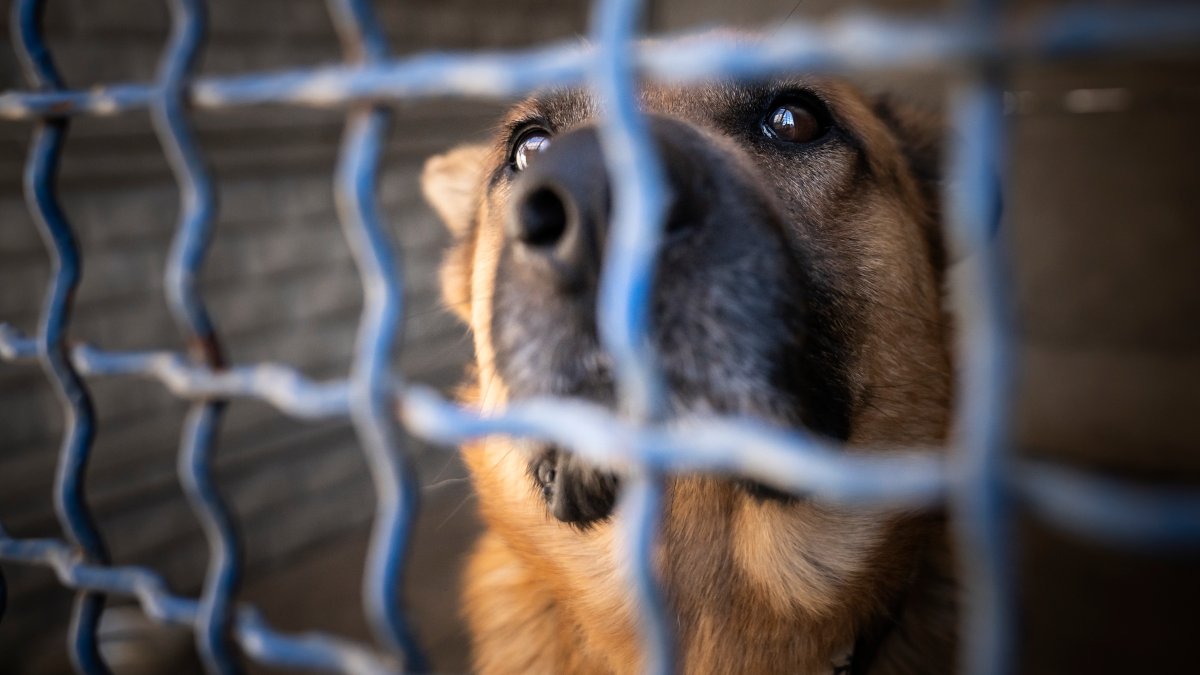 How Los Angeles shelter animals are put on euthanasia list – NBC Los Angeles