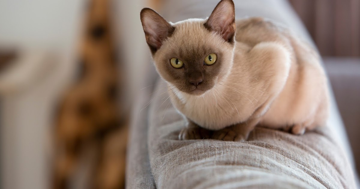 The average cat lives 11.74 years, according to new research