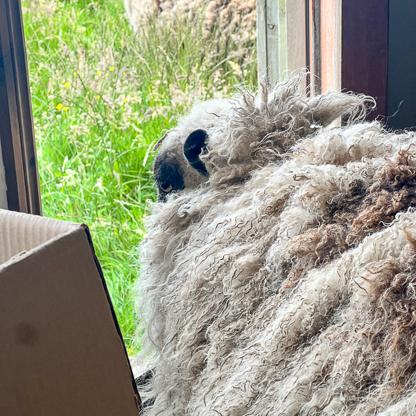 Lambie in the House | My Shetland