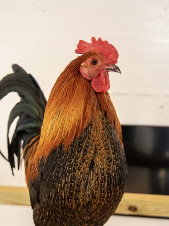 Pretzel the rooster