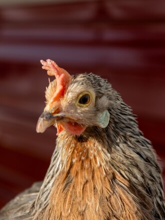 Little Richard the rooster
