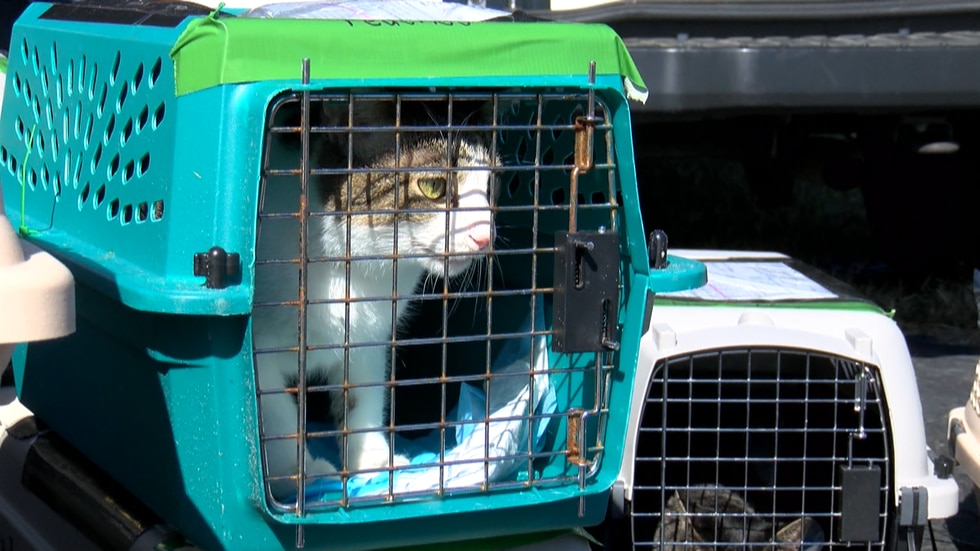 The Richmond SPCA is taking in 16 cats and five dogs from a shelter in Florida.