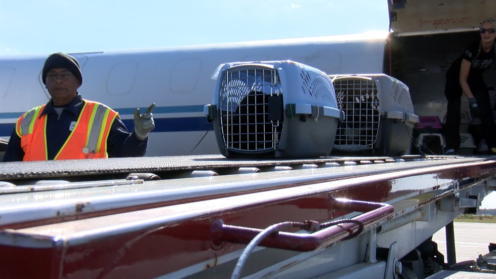 More than 50 shelter pets from Florida touched down in Richmond following the aftermath of...