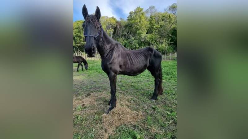 One of the horses bought by HUHA